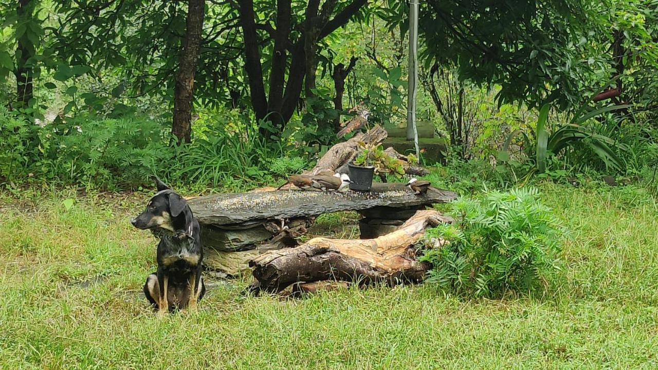 Hobo Huts By The Riverside Panuānaula المظهر الخارجي الصورة